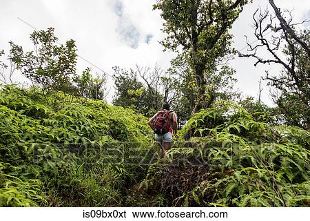 Stock Photograph - Hiker walking in rainforest, Iao Valley, Maui, Hawaii. Fotosearch