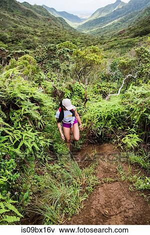 Hiker walking in rainforest, Moanalua Valley Trail, Oahu, Hawaii View Large Photo Image Stock Photo - Hiker walking in rainforest, Moanalua Valley Trail, Oahu, Hawaii. Fotosearch