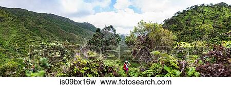 Hiker walking in rainforest, Moanalua Valley Trail, Oahu, Hawaii View Large Photo Image Stock Photo - Hiker walking in rainforest, Moanalua Valley Trail, Oahu, Hawaii. Fotosearch