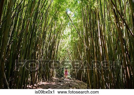Stock Image - Hikers in bamboo forest, Waipipi Trail, Maui, Hawaii. Fotosearch
