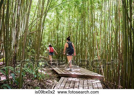 Stock Image - Hikers in bamboo forest, Waipipi Trail, Maui, Hawaii. Fotosearch