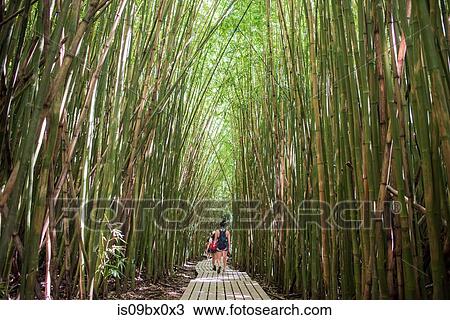 Stock Image - Hikers in bamboo forest, Waipipi Trail, Maui, Hawaii. Fotosearch