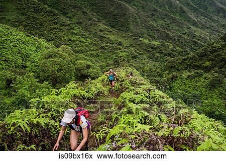 Hikers walking in rainforest, Moanalua Valley Trail, Oahu, Hawaii View Large Photo Image Stock Photo - Hikers walking in rainforest, Moanalua Valley Trail, Oahu, Hawaii. Fotosearch
