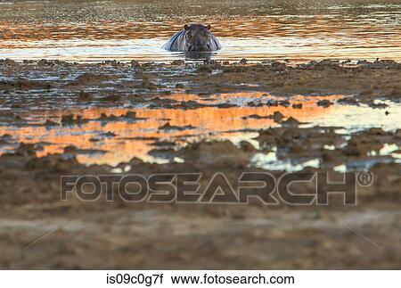 Stock Image - Hippopotamus in muddy watering hole, animal portrait, Cape Town, Western Cape, South Africa. Fotosearch