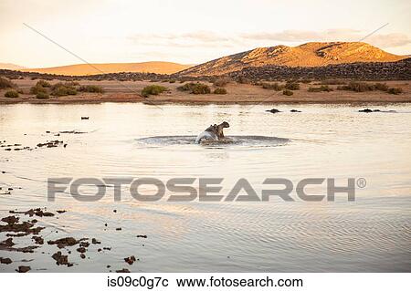 Hippopotamus in watering hole, Cape Town, Western Cape, South Africa View Large Photo Image Stock Image - Hippopotamus in watering hole, Cape Town, Western Cape, South Africa. Fotosearch