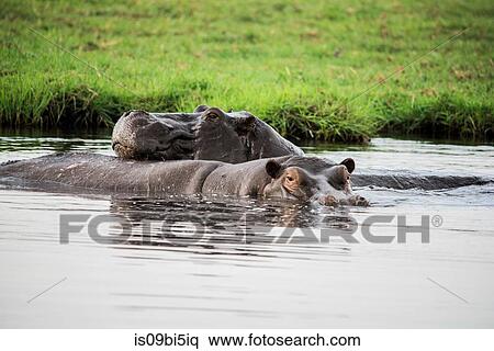 Hippopotamus wallowing in water, Chobe National Park, Botswana View Large Photo Image Stock Photography - Hippopotamus wallowing in water, Chobe National Park, Botswana. Fotosearch