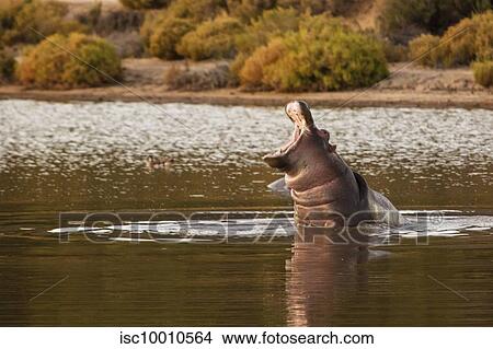 Hippopotamus with mouth wide open in river, Touws River, Western Cape, South Africa View Large Photo Image Picture - Hippopotamus with mouth wide open in river, Touws River, Western Cape, South Africa. Fotosearch