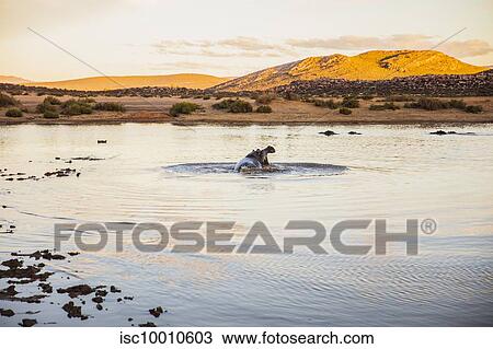 Hippopotamus with mouth wide open in river, Touws River, Western Cape, South Africa View Large Photo Image Stock Image - Hippopotamus with mouth wide open in river, Touws River, Western Cape, South Africa. Fotosearch