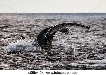 Humpback whale flukes before deep dive View Large Photo Image Stock Photo - Humpback whale flukes before deep dive. Fotosearch