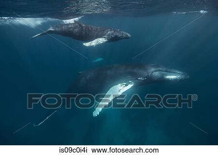 Humpback whale mother and calf cruise close to sea surface, Punta Baja, Baja California, Mexico View Large Photo Image Stock Image - Humpback whale mother and calf cruise close to sea surface, Punta Baja, Baja California, Mexico. Fotosearch