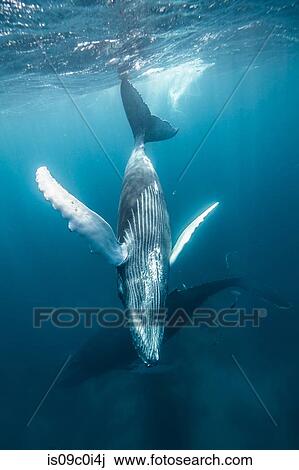 Stock Image - Humpback whale mother and calf cruise close to sea surface, Punta Baja, Baja California, Mexico. Fotosearch