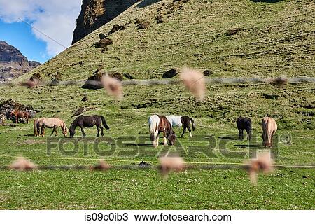 Icelandic horses grazing on field, br, Skagafjardarsysla, Iceland View Large Photo Image Stock Image - Icelandic horses grazing on field, br, Skagafjardarsysla, Iceland. Fotosearch