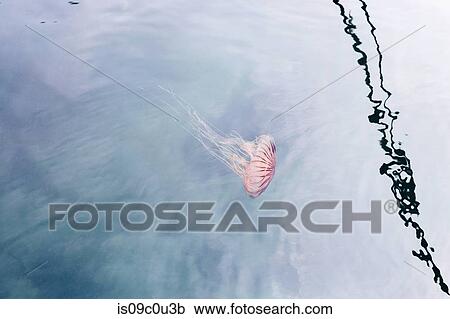 Stock Image - Jellyfish in sea, underwater. Fotosearch