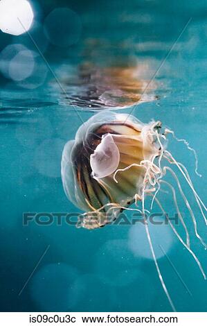 Jellyfish in sea, underwater View Large Photo Image Stock Image - Jellyfish in sea, underwater. Fotosearch