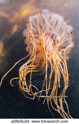 Jellyfish in sea, underwater View Large Photo Image Stock Image - Jellyfish in sea, underwater. Fotosearch