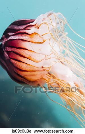 Jellyfish in sea, underwater View Large Photo Image Stock Image - Jellyfish in sea, underwater. Fotosearch