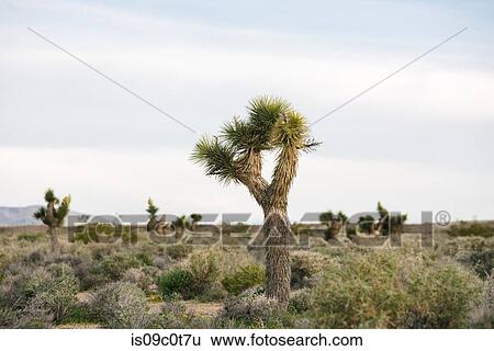 Joshua tree in desert landscape, Olancha, California, US View Large Photo Image Stock Photograph - Joshua tree in desert landscape, Olancha, California, US. Fotosearch