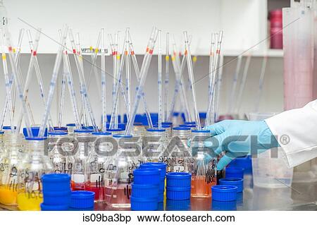 Lab worker taking dye from beaker using long pipette View Large Photo Image Stock Photography - Lab worker taking dye from beaker using long pipette. Fotosearch