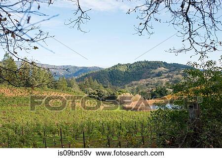 Landscape view with vineyard and distant lake, Mendocino, California, United States View Large Photo Image Stock Photo - Landscape view with vineyard and distant lake, Mendocino, California, United States. Fotosearch