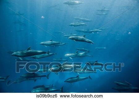 Large group of bottlenose dolphins, Seymour, Galapagos, Ecuador, South America View Large Photo Image Stock Photograph - Large group of bottlenose dolphins, Seymour, Galapagos, Ecuador, South America. Fotosearch
