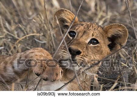 Lion cub (Panthera leo), in long grass, Tsavo, Kenya, Africa View Large Photo Image Stock Image - Lion cub (Panthera leo), in long grass, Tsavo, Kenya, Africa. Fotosearch