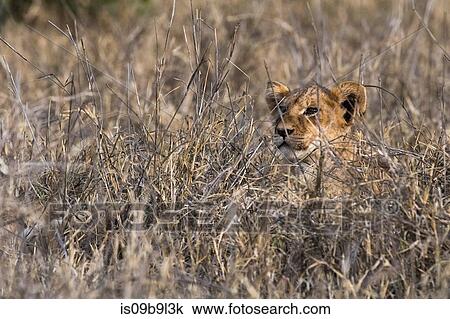 Lion cub (Panthera leo), in long grass, Tsavo, Kenya, Africa View Large Photo Image Stock Image - Lion cub (Panthera leo), in long grass, Tsavo, Kenya, Africa. Fotosearch