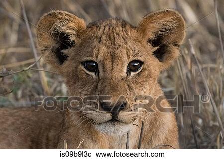 Lion cub (Panthera leo), Tsavo, Kenya, Africa View Large Photo Image Stock Image - Lion cub (Panthera leo), Tsavo, Kenya, Africa. Fotosearch