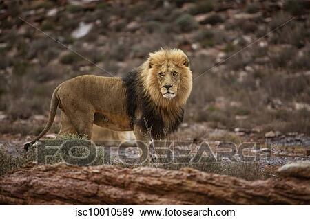 Lion in nature reserve, Touws River, Western Cape, South Africa View Large Photo Image Stock Photo - Lion in nature reserve, Touws River, Western Cape, South Africa. Fotosearch