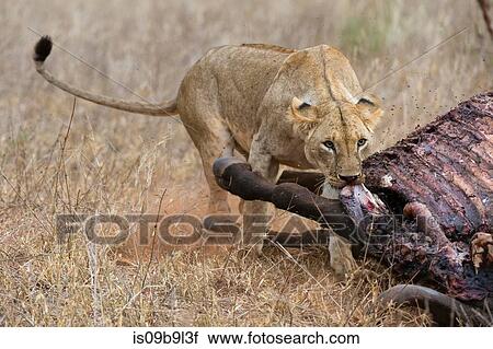 Lion (Panthera leo), feeding on buffalo, Tsavo, Kenya, Africa View Large Photo Image Stock Image - Lion (Panthera leo), feeding on buffalo, Tsavo, Kenya, Africa. Fotosearch