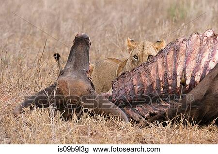 Lion (Panthera leo), feeding on buffalo, Tsavo, Kenya, Africa View Large Photo Image Stock Image - Lion (Panthera leo), feeding on buffalo, Tsavo, Kenya, Africa. Fotosearch