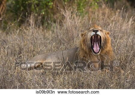 Lion (Panthera leo), mouth open, Tsavo, Kenya, Africa View Large Photo Image Picture - Lion (Panthera leo), mouth open, Tsavo, Kenya, Africa. Fotosearch