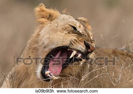 Lion (Panthera leo), mouth open, Tsavo, Kenya, Africa View Large Photo Image Stock Image - Lion (Panthera leo), mouth open, Tsavo, Kenya, Africa. Fotosearch