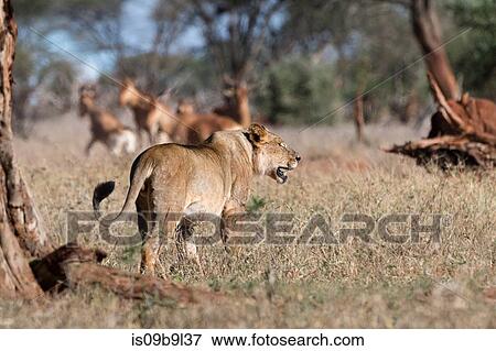 Lion (Panthera leo), rear view, Tsavo, Kenya, Africa View Large Photo Image Stock Photo - Lion (Panthera leo), rear view, Tsavo, Kenya, Africa. Fotosearch