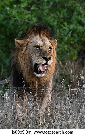 Lion (Panthera leo), Tsavo, Kenya, Africa View Large Photo Image Picture - Lion (Panthera leo), Tsavo, Kenya, Africa. Fotosearch