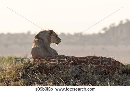 Lion (Panthera leo), Tsavo, Kenya, Africa View Large Photo Image Stock Image - Lion (Panthera leo), Tsavo, Kenya, Africa. Fotosearch