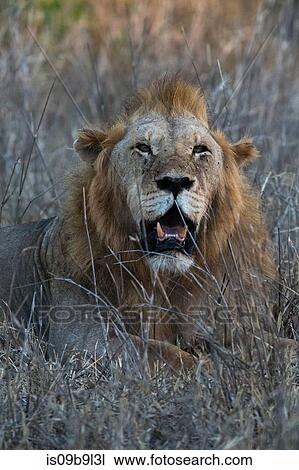 Lion (Panthera leo), Tsavo, Kenya, Africa View Large Photo Image Stock Image - Lion (Panthera leo), Tsavo, Kenya, Africa. Fotosearch