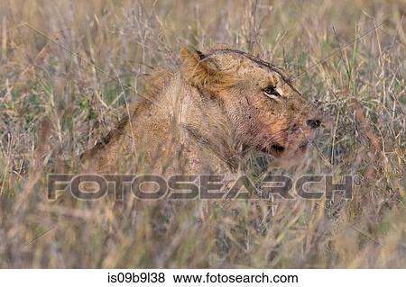 Lion (Panthera leo), Tsavo, Kenya, Africa View Large Photo Image Stock Photo - Lion (Panthera leo), Tsavo, Kenya, Africa. Fotosearch