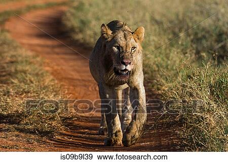 Lion (Panthera leo), Tsavo, Kenya, Africa View Large Photo Image Stock Photo - Lion (Panthera leo), Tsavo, Kenya, Africa. Fotosearch