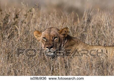 Lion (Panthera leo), Tsavo, Kenya, Africa View Large Photo Image Stock Photograph - Lion (Panthera leo), Tsavo, Kenya, Africa. Fotosearch