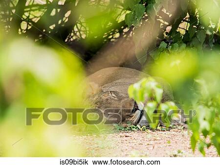 Lion resting underneath tree, Chobe National Park, Botswana View Large Photo Image Stock Image - Lion resting underneath tree, Chobe National Park, Botswana. Fotosearch