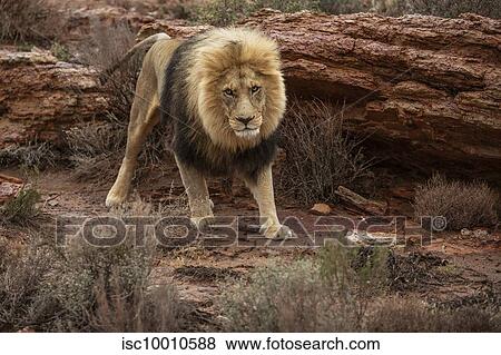 Lion urinating to mark territory in nature reserve, Touws River, Western Cape, South Africa View Large Photo Image Stock Photo - Lion urinating to mark territory in nature reserve, Touws River, Western Cape, South Africa. Fotosearch