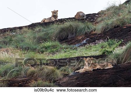 Lioness and male lion (Panthera leo) resting on a Kopje known as Lion Rock in Lualenyi reserve, Tsavo, Kenya View Large Photo Image Stock Image - Lioness and male lion (Panthera leo) resting on a Kopje known as Lion Rock in Lualenyi reserve, Tsavo, Kenya. Fotosearch