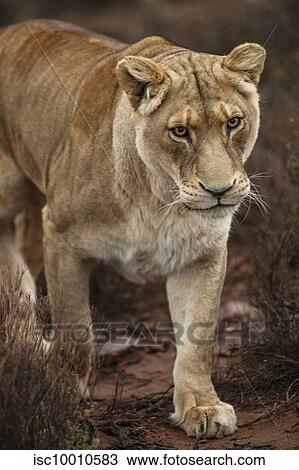 Lioness in nature reserve, Touws River, Western Cape, South Africa View Large Photo Image Stock Image - Lioness in nature reserve, Touws River, Western Cape, South Africa. Fotosearch