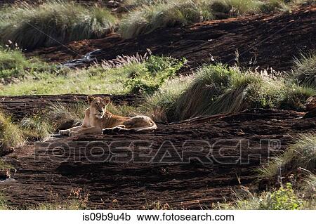 Lioness (Panthera leo) resting on a Kopje known as Lion Rock in Lualenyi reserve, Tsavo, Kenya View Large Photo Image Stock Image - Lioness (Panthera leo) resting on a Kopje known as Lion Rock in Lualenyi reserve, Tsavo, Kenya. Fotosearch