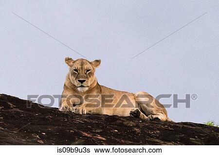Stock Photograph - Lioness (Panthera leo) resting on a Kopje known as Lion Rock in Lualenyi reserve, Tsavo, Kenya. Fotosearch