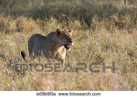 Lioness (Panthera leo), Tsavo, Kenya, Africa View Large Photo Image Stock Image - Lioness (Panthera leo), Tsavo, Kenya, Africa. Fotosearch