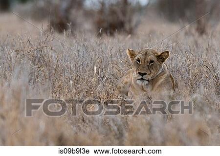 Lioness (Panthera leo), Tsavo, Kenya, Africa View Large Photo Image Stock Image - Lioness (Panthera leo), Tsavo, Kenya, Africa. Fotosearch