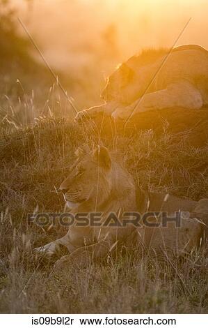 Lions (Panthera leo), at sunset, Tsavo, Kenya, Africa View Large Photo Image Stock Photography - Lions (Panthera leo), at sunset, Tsavo, Kenya, Africa. Fotosearch
