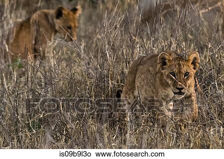 Lions (Panthera leo), in long grass, Tsavo, Kenya, Africa View Large Photo Image Picture - Lions (Panthera leo), in long grass, Tsavo, Kenya, Africa. Fotosearch