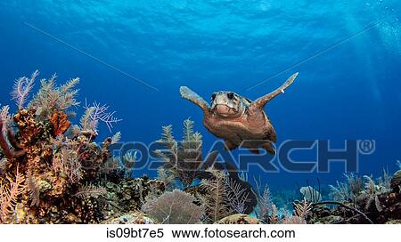 Loggerhead turtles, Cayman Palms, Cayman Islands View Large Photo Image Stock Photography - Loggerhead turtles, Cayman Palms, Cayman Islands. Fotosearch